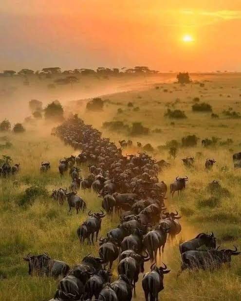 Welcome to Hadada Safaris