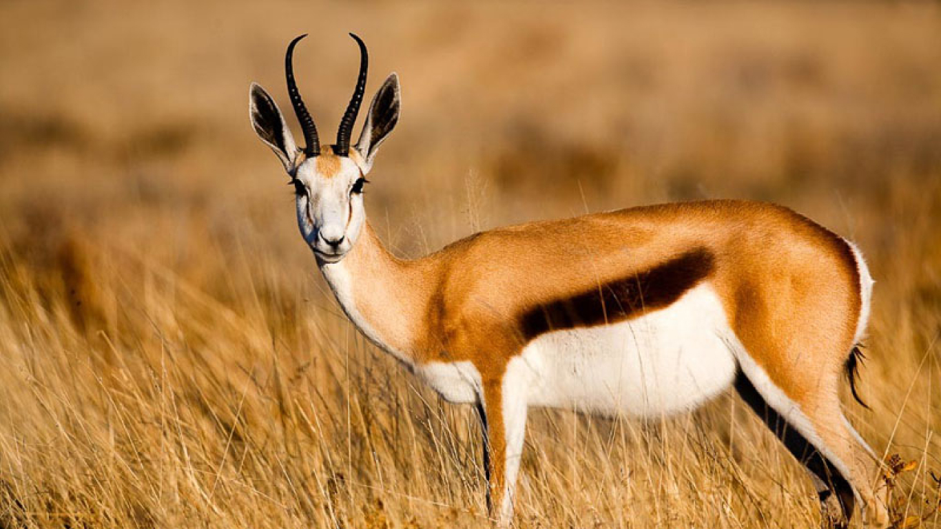 Meet The Antelopes In Serengeti